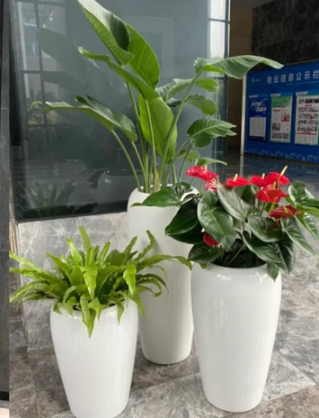 鄞州室内绿植租赁公司九条建议，少走弯路